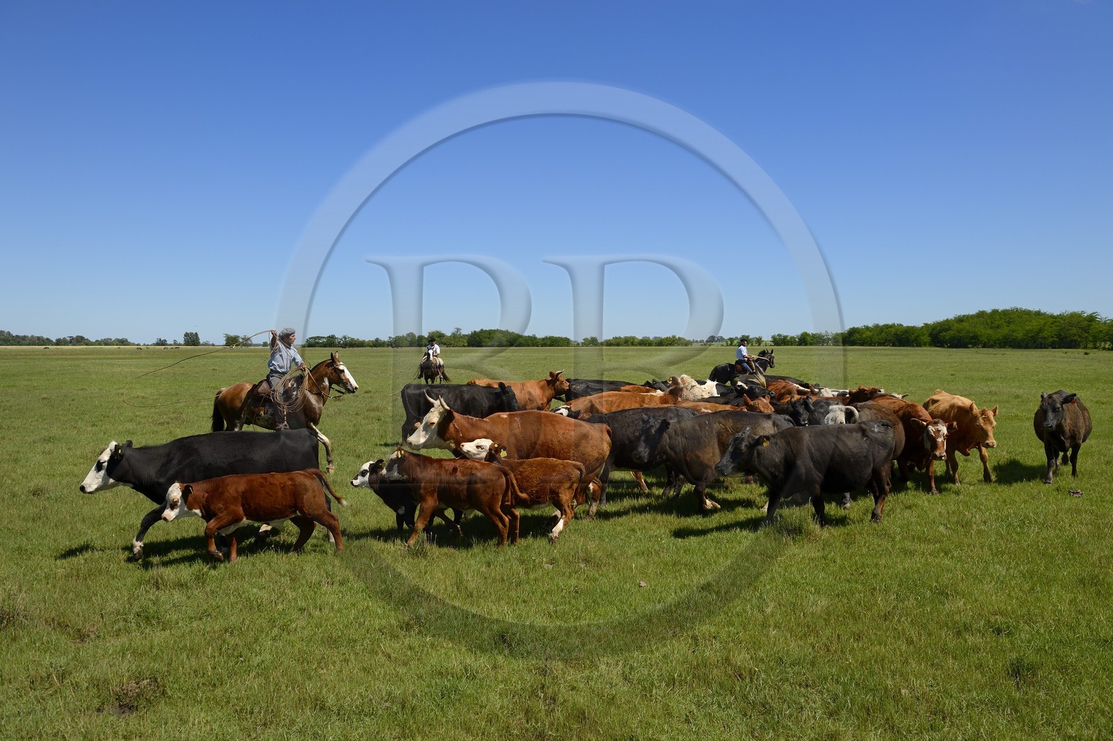 Argentine, province de Buenos Aires, San Antonio de Areco, estancia La Bamba de Areco, gauchos au travail avec leur troupeau de vaches