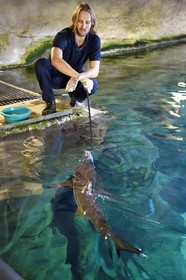 France, Pyrenees Atlantiques, Basque Country, Biarritz, Aquarium - the Sea Museum, Jean Baptiste Nurenberg feeding sharks