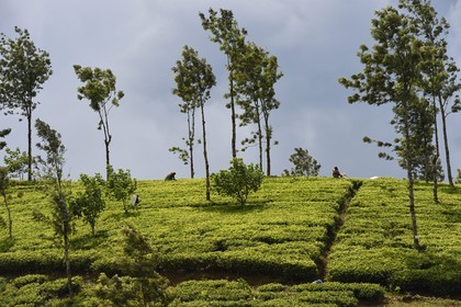 Sri Lanka, center province, Dalhousie, tea plantation