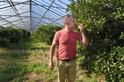 France, Var (83), La Londe-les-Maures, Philippe Carra dirige le Domaine du Jasson, culture des agrumes, combava (Citrus hystrix)