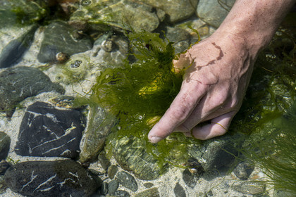 France, Finistère, Pays Bigouden (Bigouden country), Bay of Audierne, Plozevet, Lenny Gouedic co-creator of Begood Alg, harvesting wild edible algae (Ao Nori) on foot on the beach at low tide