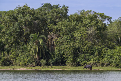 Rwanda, Akagera National Park, Lake Ihema, Hippopotamus (Hippopotamus amphibius) by the lake