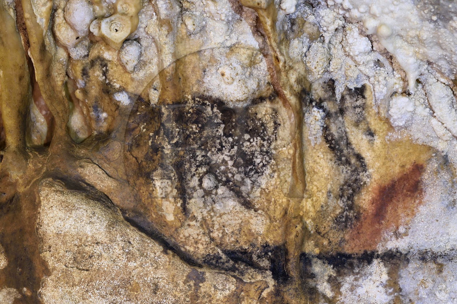 France, Dordogne (24), Périgord Vert, Villars, Grotte de Villars, L’homme chargé par un bison peinte sur la paroie en noir a souffert de corrosion