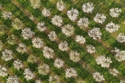 France, Meuse, Lorraine Regional Park, Cotes de Meuse, Vigneulles les Hattonchatel, mirabelliers (cherry-plum trees) in bloom (aerial view)