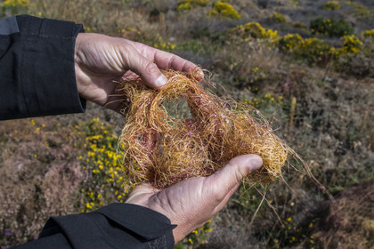 France, Cotes d'Armor, Grand Site de France Cap d'Erquy – Cap Frehel, Erquy, Cuscuta campestris or field dodder is a parasitic plant found in large quantities on the heath