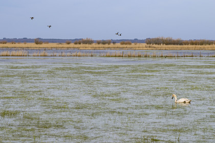 France, Loire-Atlantique (44), parc naturel regional de la Brière, Saint-Malo-de-Guersac, cygne dans les marais de Brière
