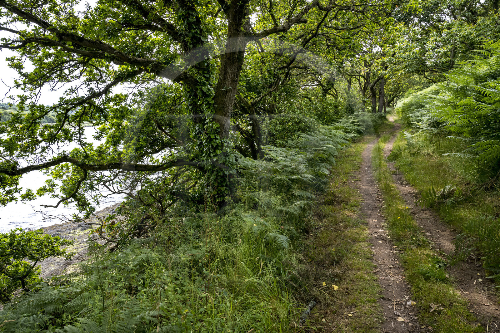 France, Finistère (29), Pays des Abers, chemin sous les arbres longeant l'Aber Benoit à Penhauban