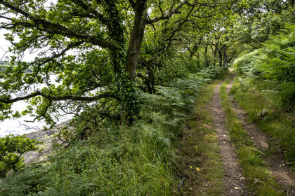 France, Finistère (29), Pays des Abers, chemin sous les arbres longeant l'Aber Benoit à Penhauban