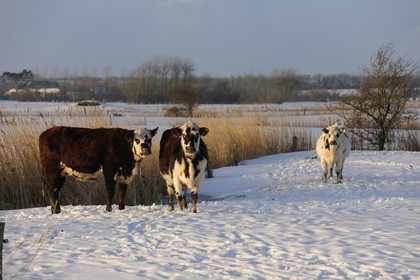 France, Manche, Cotentin, Sainte Marie du Mont, marshes of Grand Vey, cows