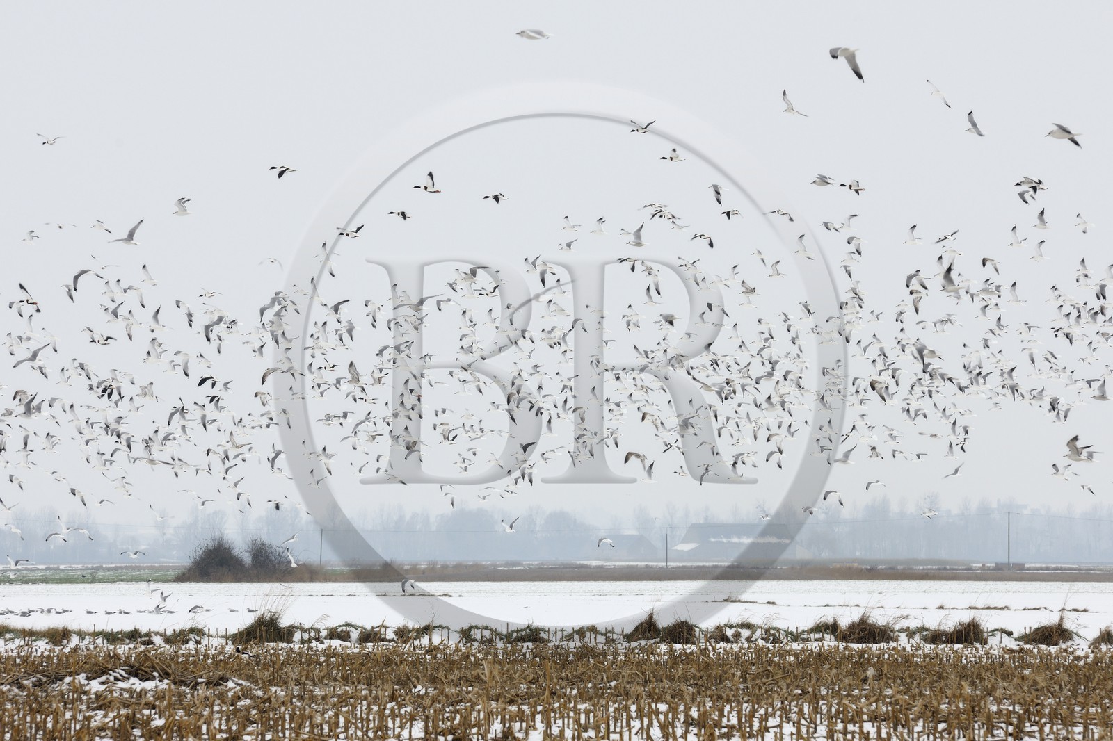 France, Ille-et-Vilaine (35), le polder du Mont-Saint-Michel, mouettes et canards