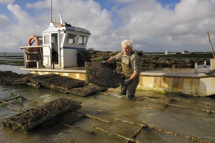 France, Charente-Maritime (17), le bassin Marrennes-Oléron au large de l'Ile d'Oléron, l'ostréiculteur André Massé dans un de ses parcs à huîtres