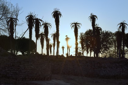 Zimbabwe, province de Masvingo, les ruines du site archéologique du Grand Zimbabwe, classé Patrimoine Mondial de l'UNESCO, Xème au XVème siècle, les Ruines de la vallée (Valley Complex) et Aloe excelsa ( Zimbabwe Aloe)