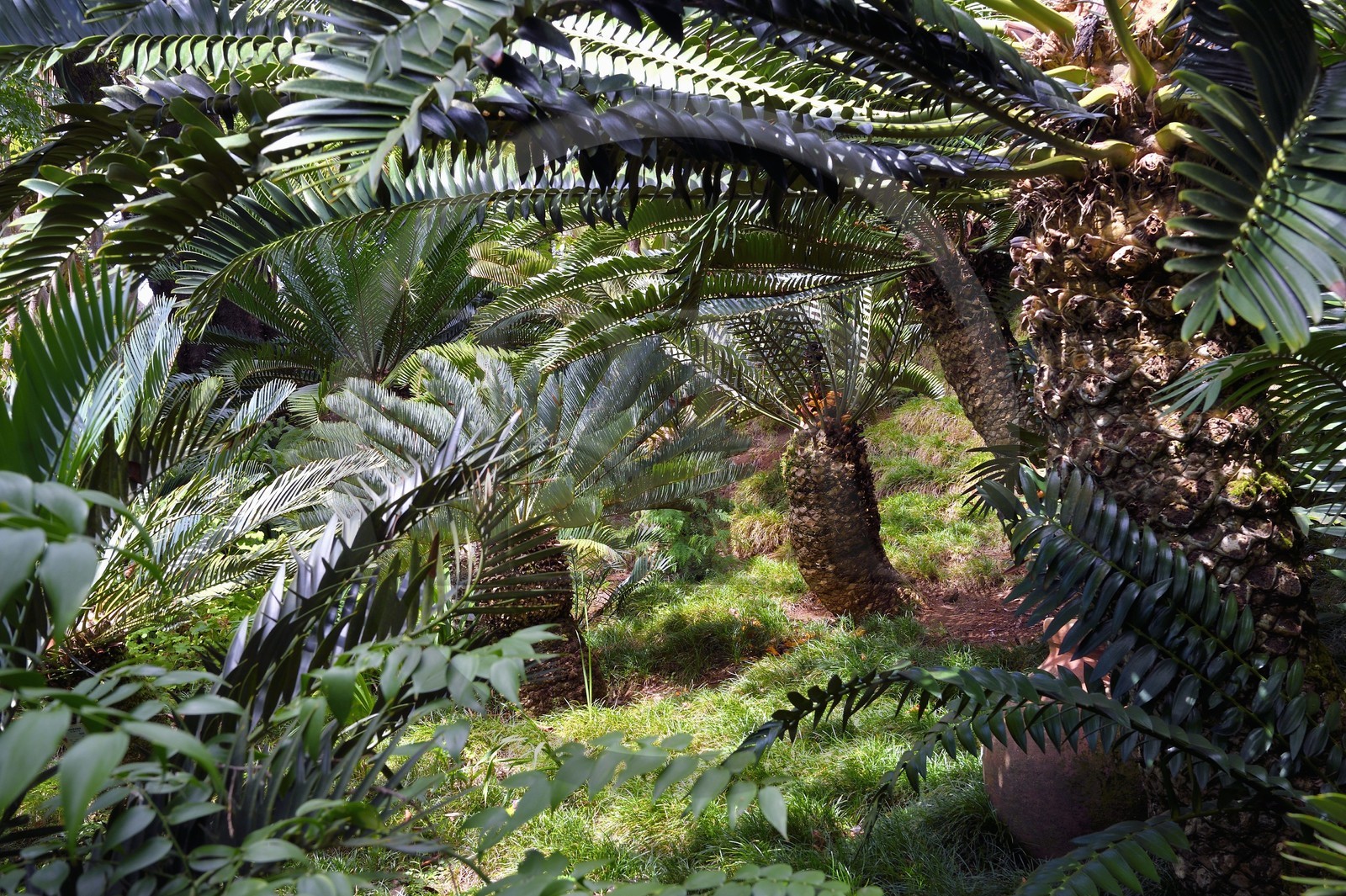 Portugal, Madeira Island, Funchal, the Monte Palace tropical garden, cica plantation (encephalartos natalensis)