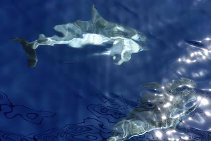 France, Alpes-Maritimes, Saint Jean Cap Ferrat, Pelagos Sanctuary for Mediterranean Marine Mammals, striped dolphin (Stenella coeruleoalba)