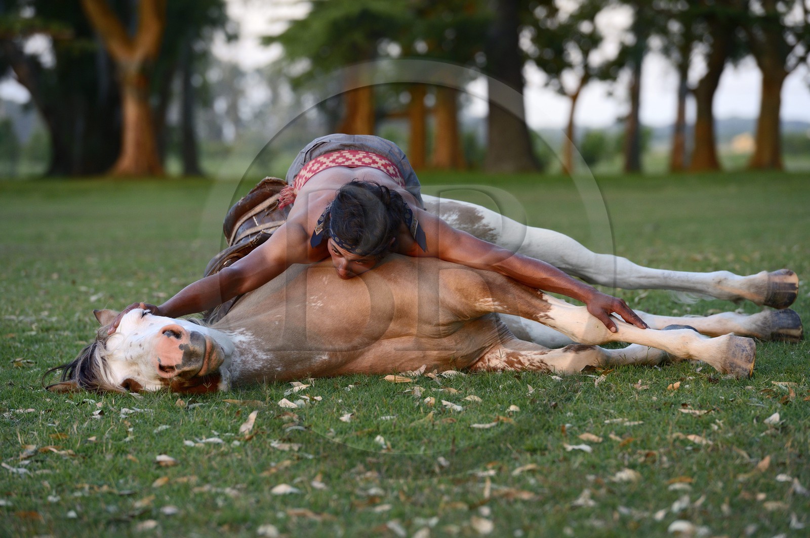 Argentine, province de Buenos Aires, San Antonio de Areco, estancia La Bamba de Areco, demonstration du savoir-faire d'un cavalier amerindien avec son cheval
