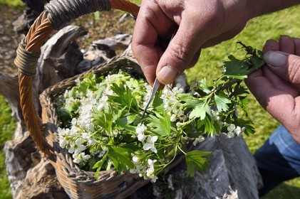 France, Charente (16), Chazelles, jardin botanique Ma Nouvelle Vie créé par Marc Buergo, récolte et trie d'aubépines monogynes (Crataegus monogyna)