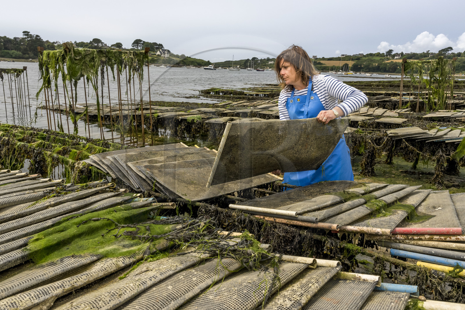 France, Finistère (29), Pays des Abers,  Lannilis, viviers et parc à huitres Prat-Ar-Coum, entreprise ostréicole de la famille d’Yvon Madec sur l'Aber Benoit, Caroline Madec travaille sur des poches de criblure de naissains d’huitres