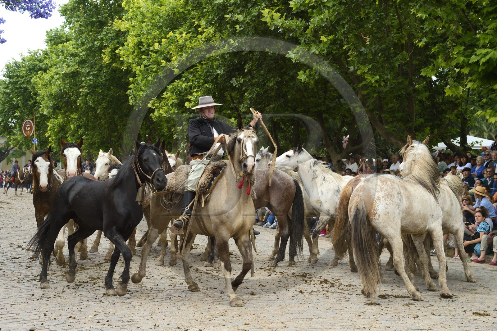 Argentine, province de Buenos Aires, San Antonio de Areco, fête du Jour de la Tradition (Dia de la Tradicion), gaucho présentant son troupeau de chevaux