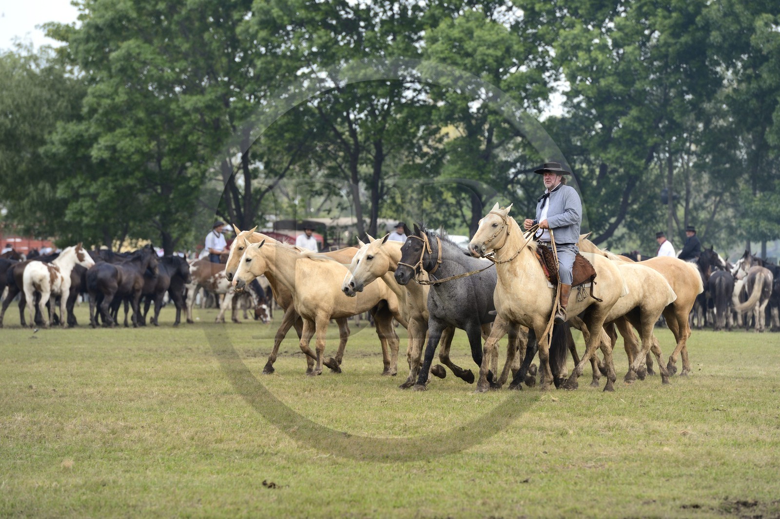 Argentine, province de Buenos Aires, San Antonio de Areco, fête du Jour de la Tradition (Dia de la Tradicion), figure appelée enchevêtrement de troupeaux (Entrevero de tropillas)