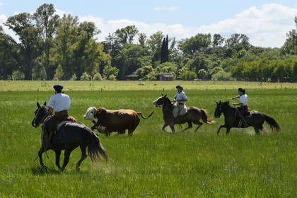 Argentina, Buenos Aires Province, San Antonio de Areco, estancia La Bamba de Areco, gauchos at work chasing a bull