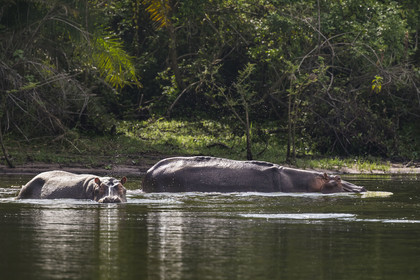 Rwanda, Akagera National Park, Lake Ihema, Hippopotamus (Hippopotamus amphibius)