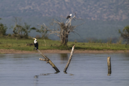 Rwanda, Akagera National Park, Lake Ihema, white-breasted cormorant (Phalacrocorax lucidus)