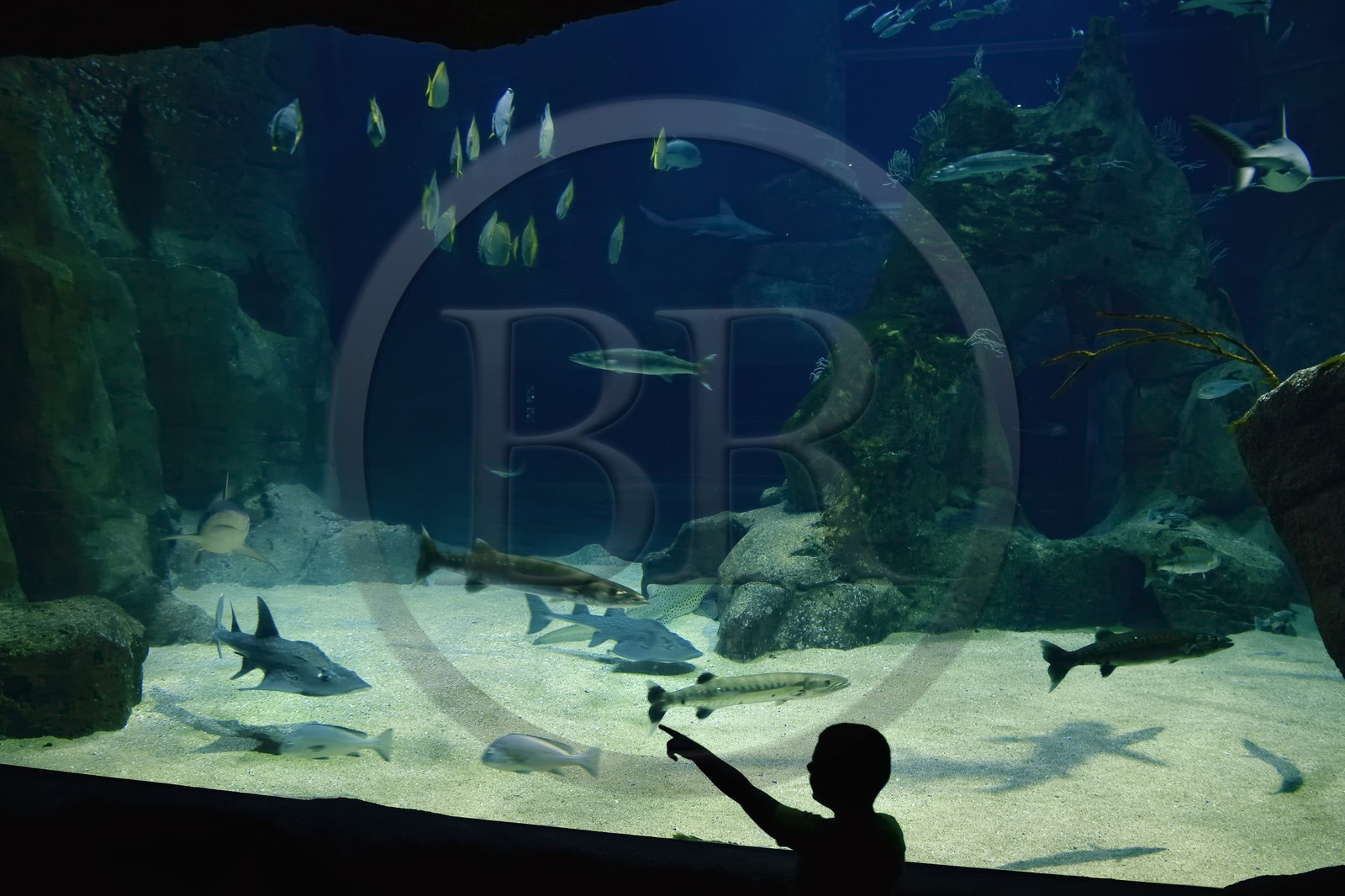 France, Pyrénées-Atlantiques (64), Pays-Basque, Biarritz, l'Aquarium - le Musée de la Mer, l'aquarium des requins