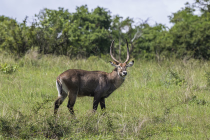 Rwanda, Akagera National Park, male Defassa waterbuck (Kobus ellipsiprymnus defassa)