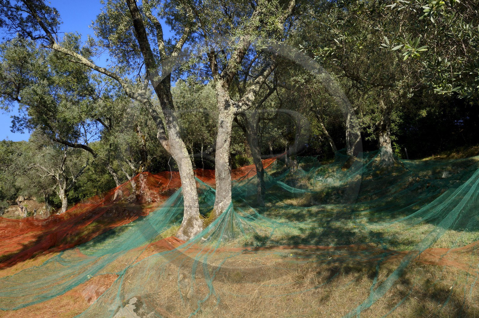 France, Corse-du-Sud (2A), Alta Rocca, Sainte-Lucie-de-Tallano (Santa Lucia di Tallà), olives de la variété germaines de Tallano