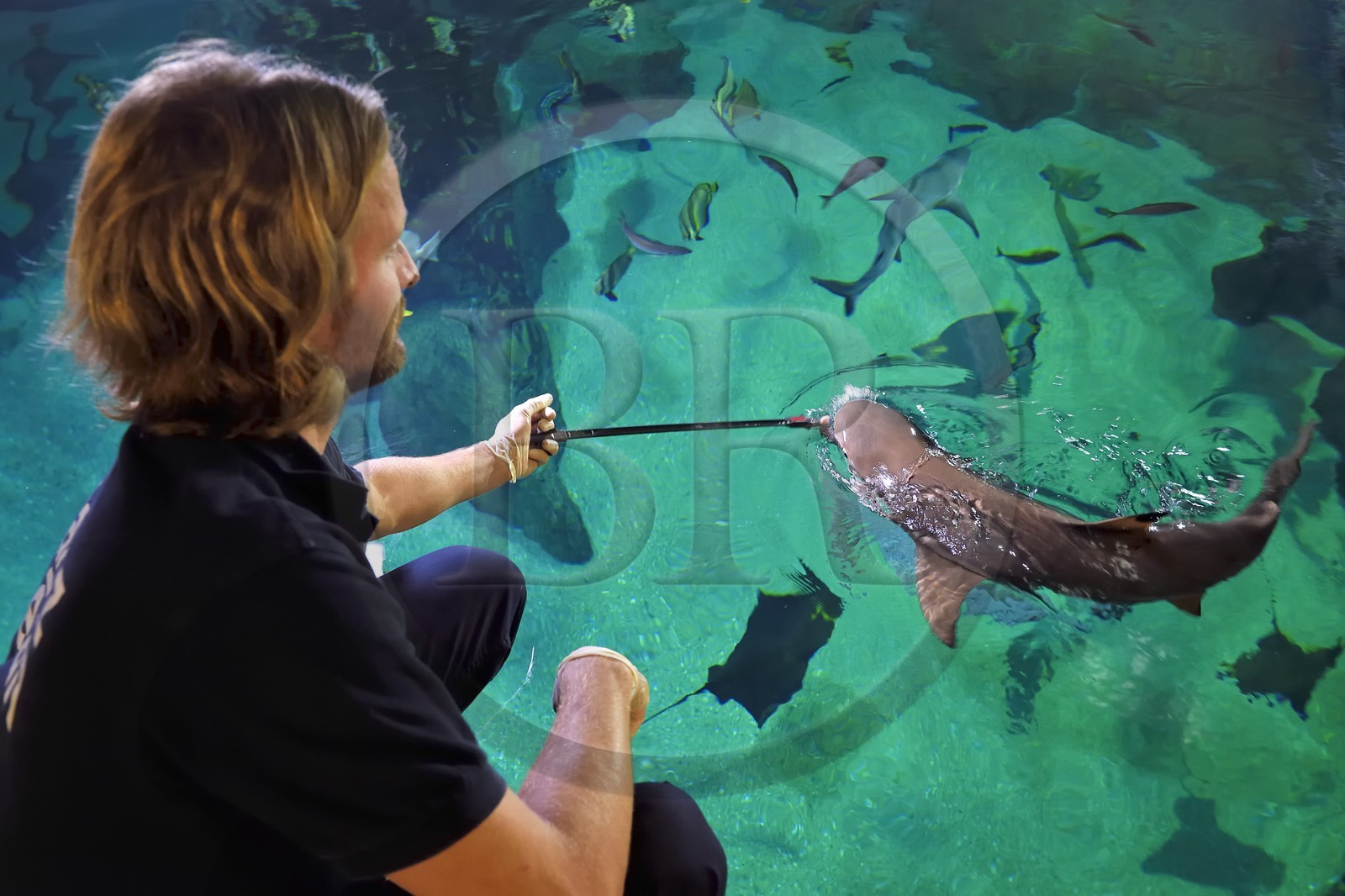 France, Pyrénées-Atlantiques (64), Pays-Basque, Biarritz, l'Aquarium - le Musée de la Mer, Jean Baptiste Nurenberg nourrissant les requins