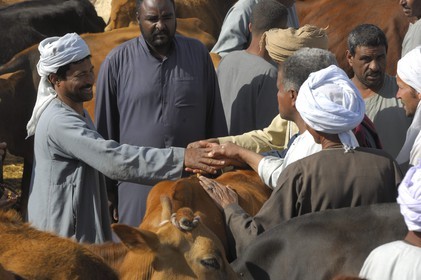Egypte, Haute Egypte, Daraw au nord d'Assouan, marché aux vaches
