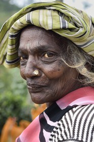 Sri Lanka, center province, Dalhousie, Tamil woman picking tea leaves in a tea plantation