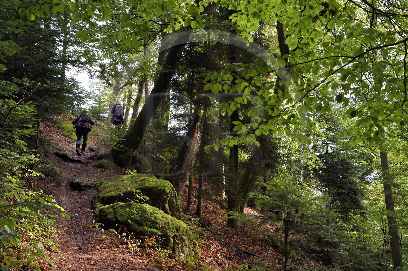 France, Bas-Rhin (67), Parc Naturel régional des Vosges du Nord, La Petite Pierre, sentier des Trois Roches vers le Rocher Blanc
