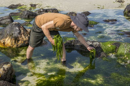 France, Finistère, Pays Bigouden (Bigouden country), Bay of Audierne, Plozevet, Lenny Gouedic co-creator of Begood Alg, harvesting wild edible algae (Ao Nori) on foot on the beach at low tide