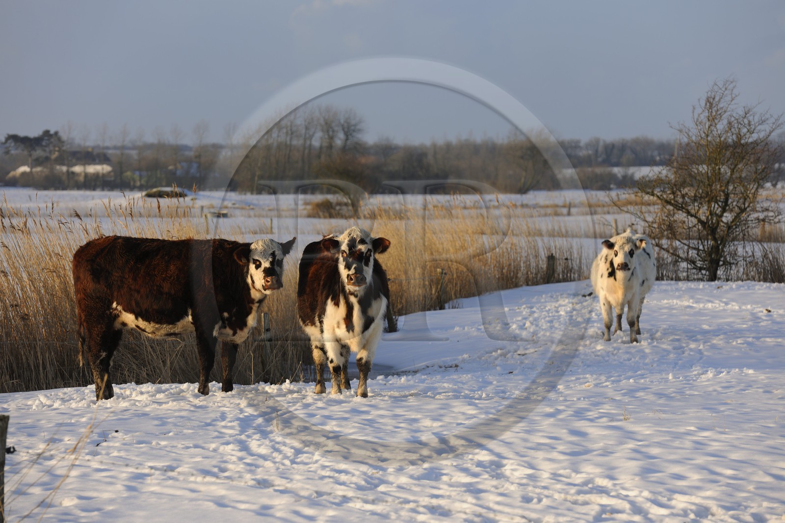 France, Manche (50), Cotentin, Sainte-Marie-du-Mont, marais du Grand Vey, vaches