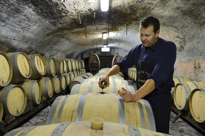 France, Meurthe-et-Moselle, Bruley, Côtes de Toul wine barrels in the cellars of domaine Laroppe, Vincent Laroppe