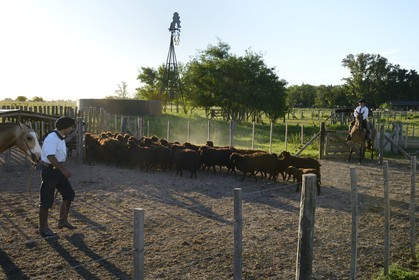 Argentina, Buenos Aires Province, San Antonio de Areco, estancia La Bamba de Areco, gauchos at work with a flock of sheep