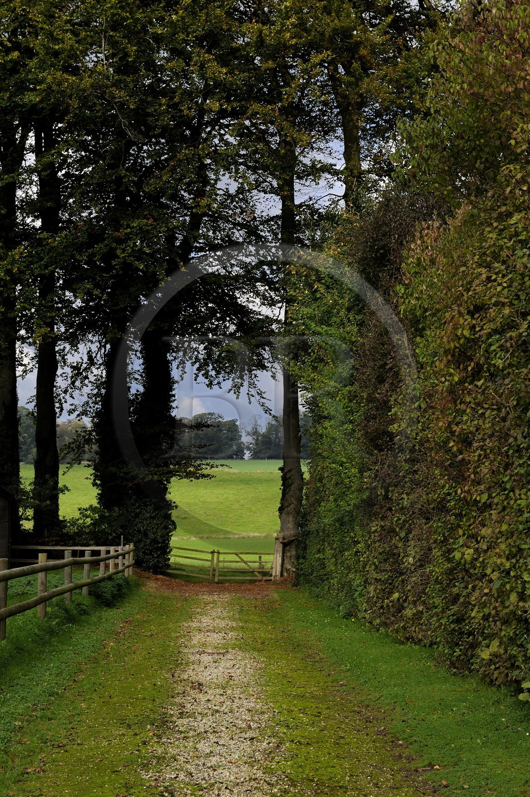 France, Seine-Maritime (76), Bretteville-du-Grand-Caux, clos-masure La Vitrine du Lin, grands arbres qui entourent la propriété