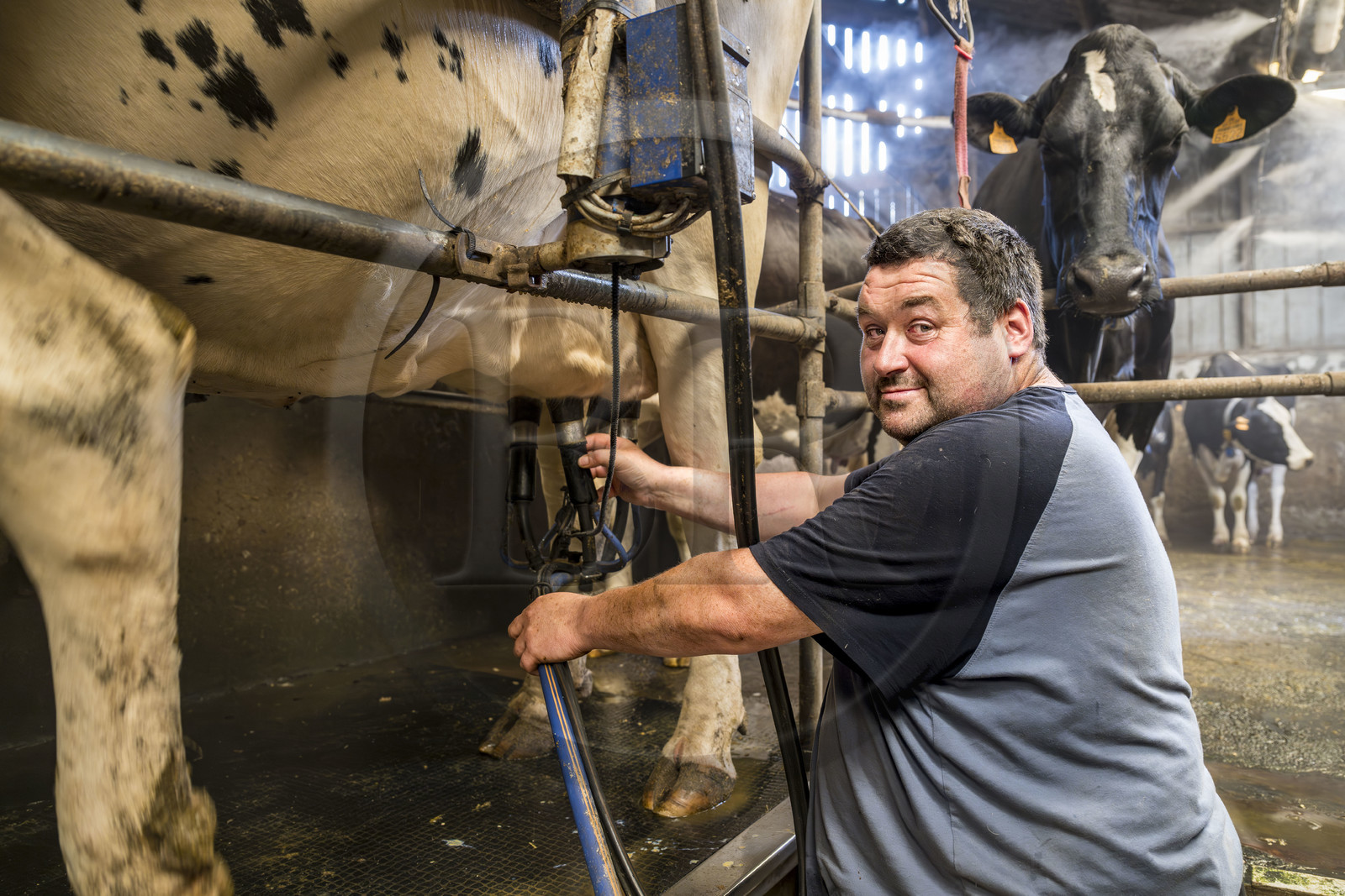 France, Finistère (29), Pays des Abers, Lannilis, ferme de Keruzal Vihan en bordure de l'Aber Benoit, Christophe Monot éleveur de vache laitières prim’holstein et traite du soir