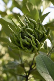 France, Var, La Londe les Maures, Domaine du Jasson, citrus farming, Buddha's hand (Citrus medica)