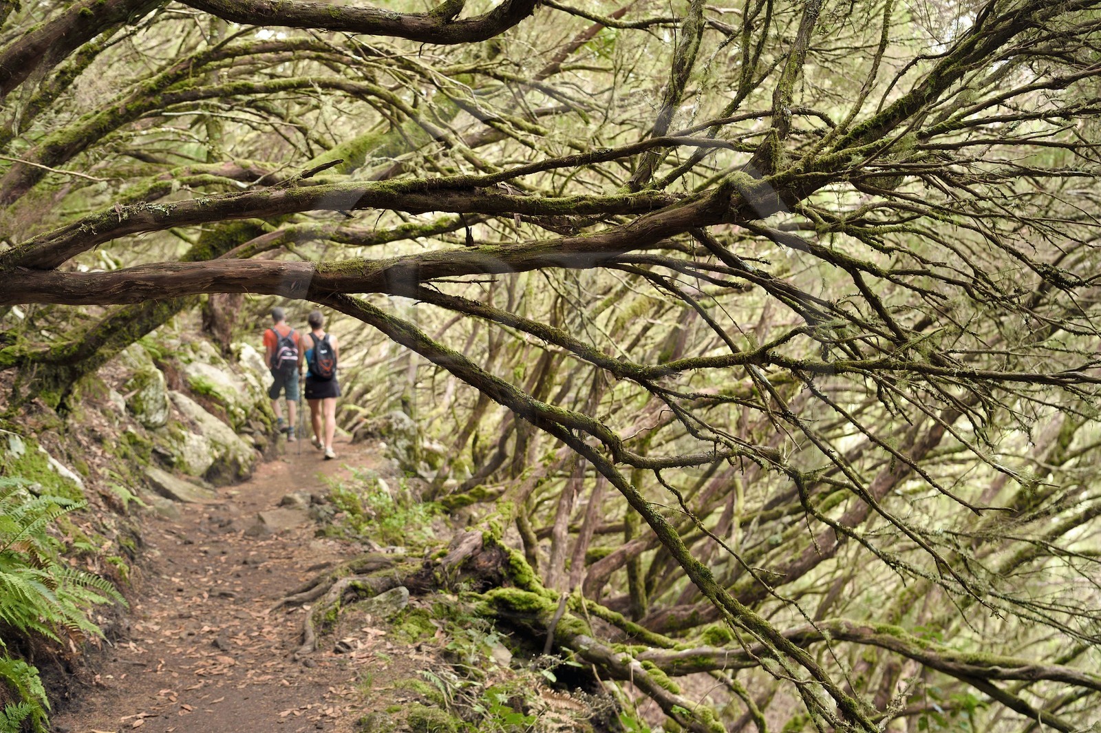 Portugal, Ile de Madère, Portugal, Ile de Madère, randonnée par la levada do Alecrim dans La forêt de Rabaçal, la forêt Laurissilva classée Patrimoine Mondial de l'UNESCO, unique vestige de la forêt primaire qui recouvrait le sud de l’Europe il y a des millions d’années, sentier sous les bruyères arborescentes
