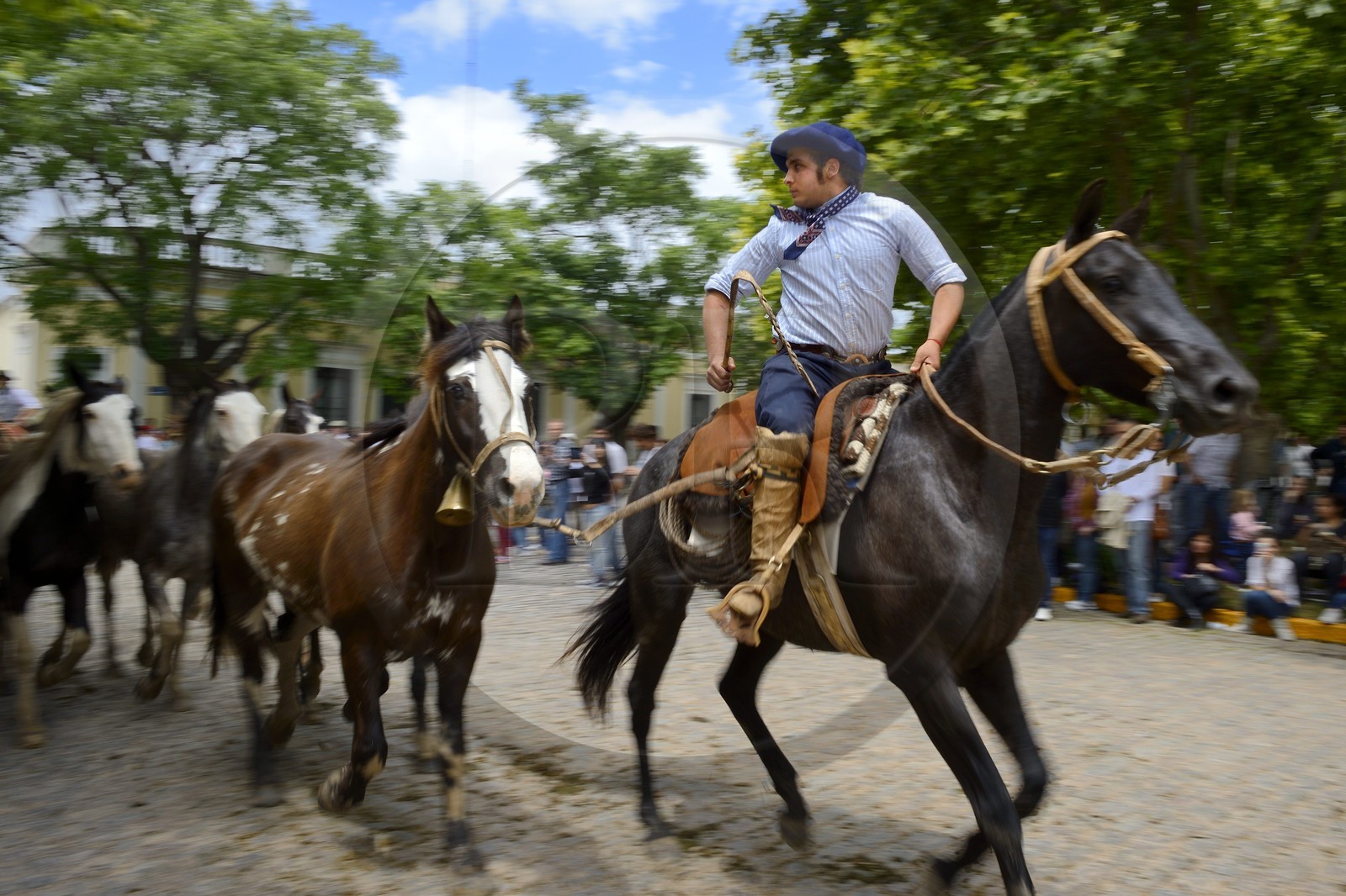 Argentine, province de Buenos Aires, San Antonio de Areco, fête du Jour de la Tradition (Dia de la Tradicion), gaucho présentant son troupeau de chevaux