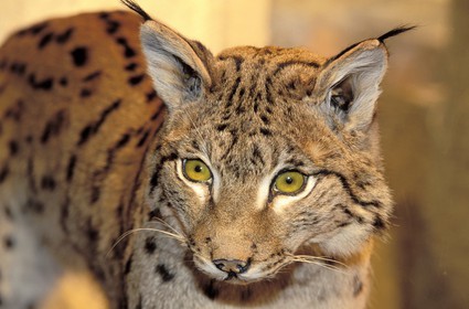 France, Haute Savoie, Sallanches, a lynx at the museum of natural reserve of Haute Savoie