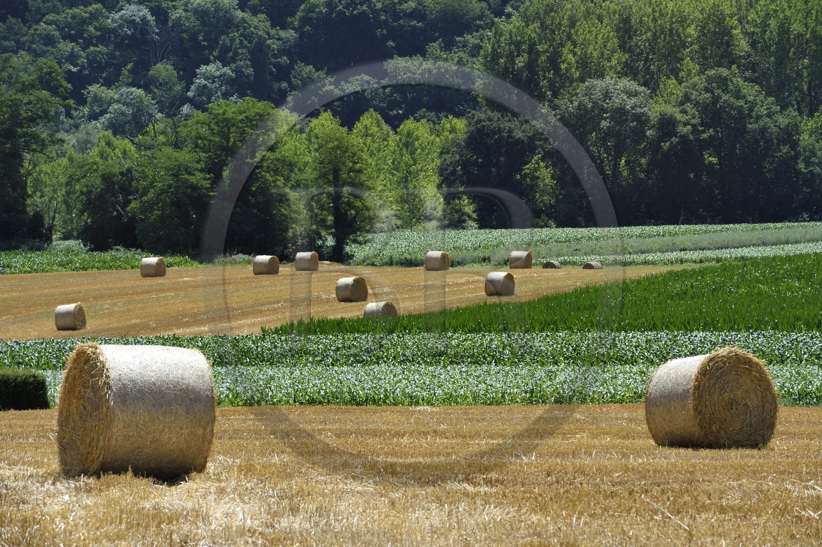 France, Dordogne (24), Périgord Noir, vallée de la Dordogne, Castelnaud-la-Chapelle labellisé Les Plus Beaux Villages de France, bottes de pailles dans un champ
