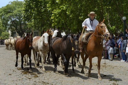 Argentine, province de Buenos Aires, San Antonio de Areco, fête du Jour de la Tradition (Dia de la Tradicion), gaucho présentant son troupeau de chevaux