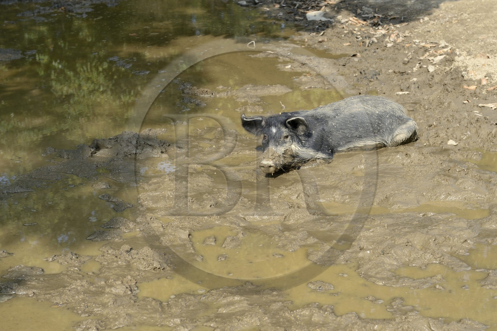 France, Haute-Corse (2B), région du Niolu (Niolo), cochon semi sauvage dans la boue