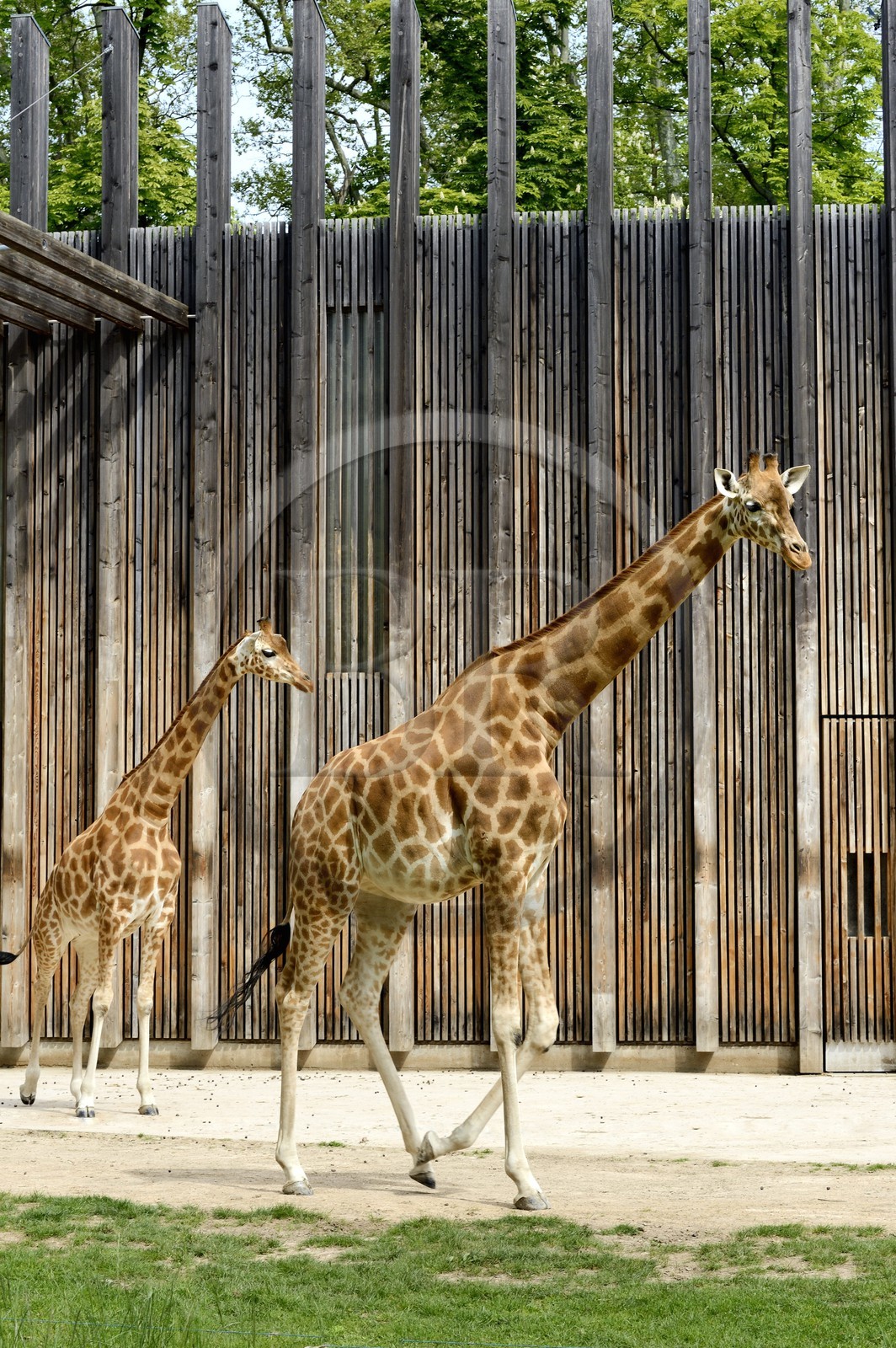 France, Rhône (69), Lyon,  le parc de la Tête d' Or, les girafes du zoo