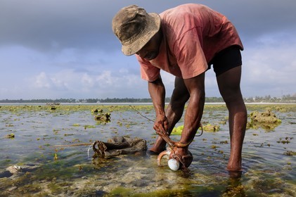 Tanzania, Zanzibar Archipelago, Unguja island (Zanzibar), southeast coast, Bwejuu, octopus fishing on the coral reef at low tide