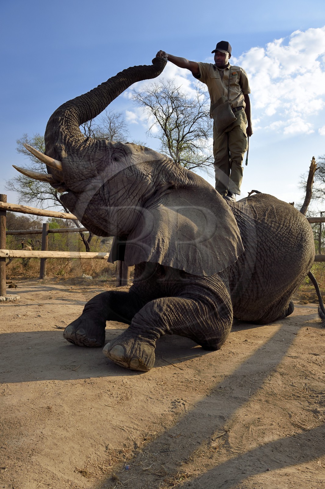 Zimbabwe, province des Midlands, Gweru, Antelope Park, éléphant d'Afrique (Loxodonta africana), le parc héberge une troupe d'éléphants avec lesquels de nombreuses activités sont proposées dont le safari à  dos d'éléphant