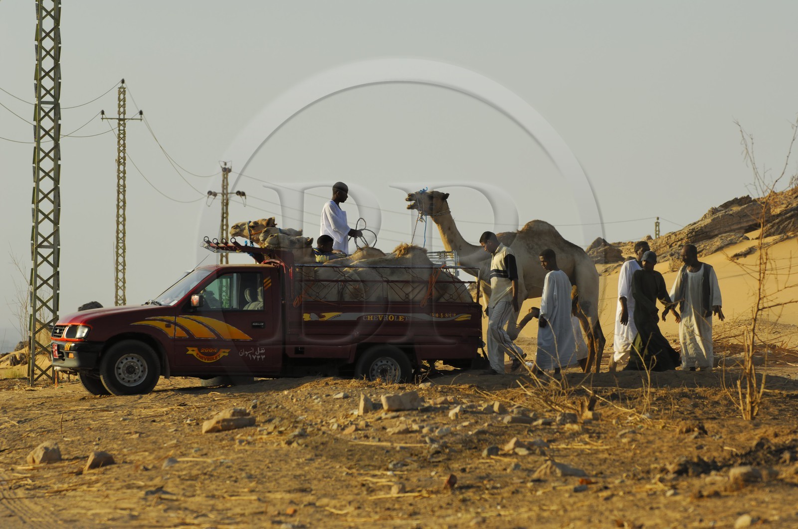 Egypte, Haute Egypte, Nubie, vallée du Nil, Assouan, la rive ouest, embarquement de dromadaire sur un pick up